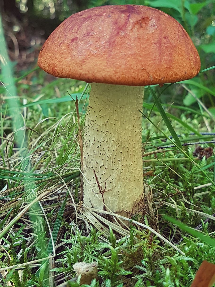 mushroom, autumn, forest, aspsopp, nature, fungus, vegetable HD wallpaper