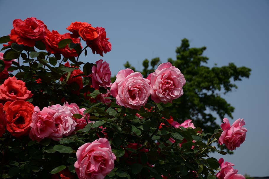 rose, downtown, powder, red, flowering plant, beauty in nature HD wallpaper
