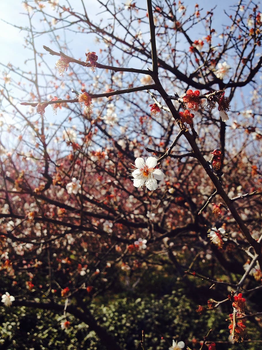 flowers, spring, park, flowering plant, tree, growth, beauty in nature HD wallpaper