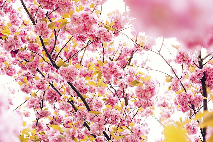 Cherry Blossom tree, flower, pink, petal, bloom, garden, plant HD wallpaper