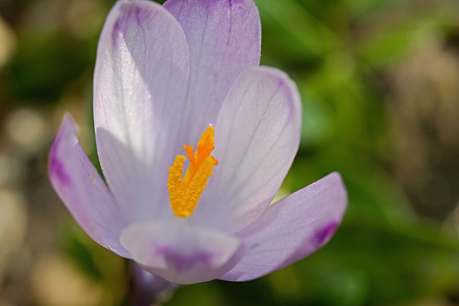 crocus, crocus longiflorus, plant, flower, flora, blooming HD wallpaper