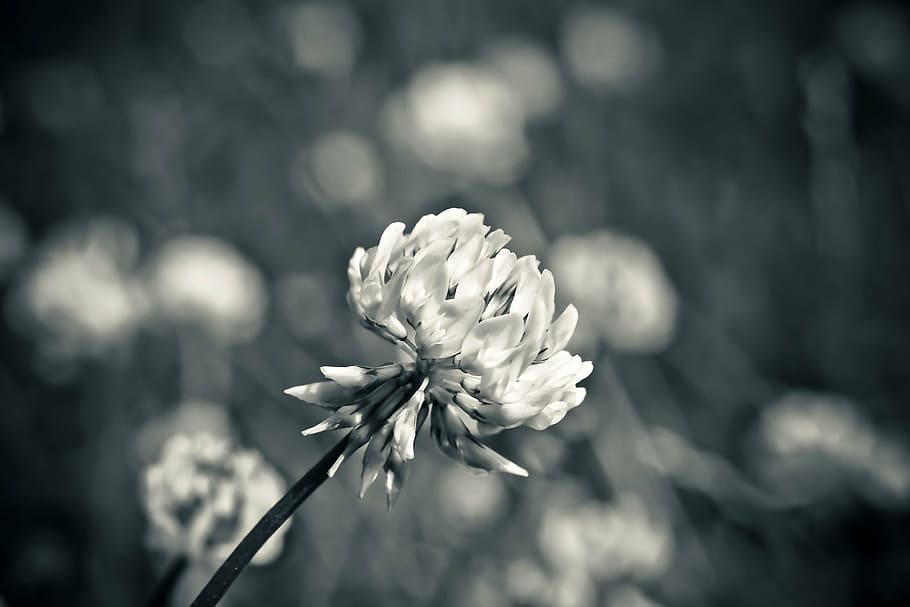 flower, nature, spring, bloom, plant, black white, close, blossom HD wallpaper