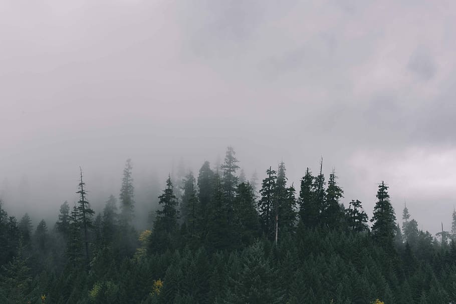 fog covering the pine forest, nature, tree, landscape, scenics HD wallpaper