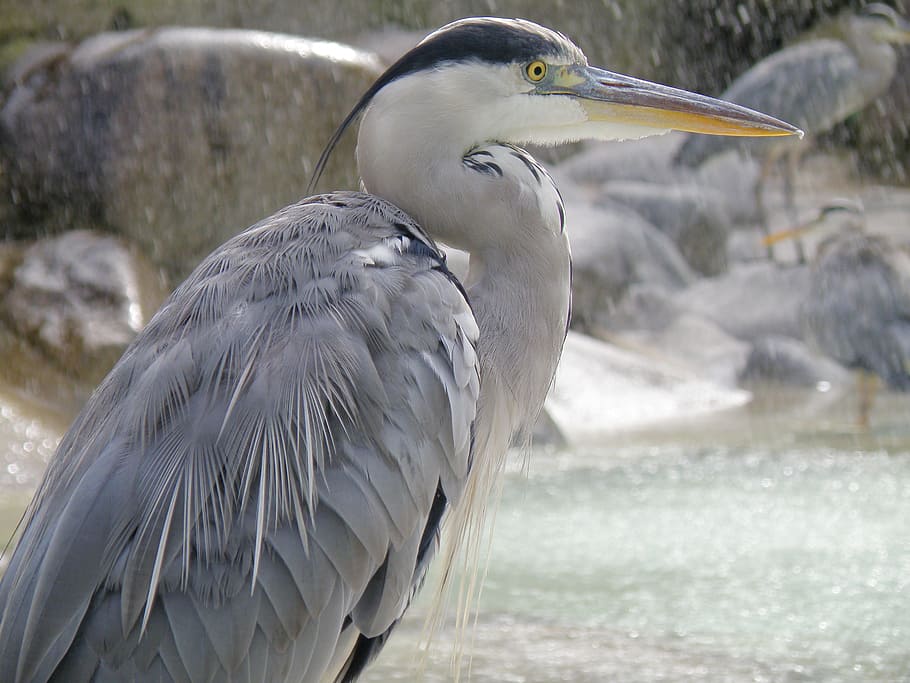 bird, heron, nature, animal themes, animal wildlife, vertebrate HD wallpaper