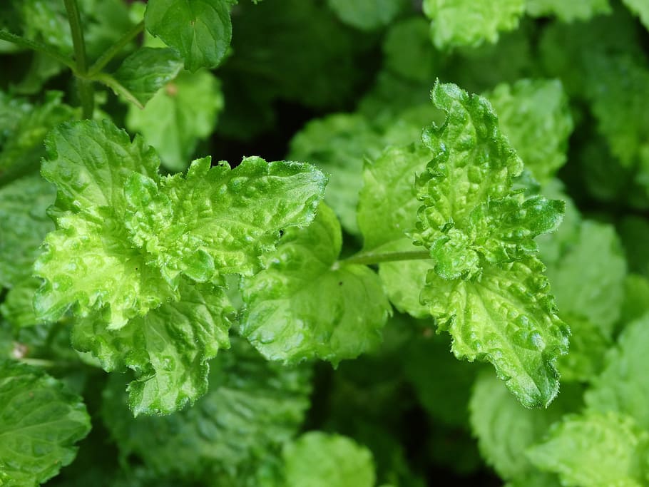 mint, plant, green, herb, aroma, fresh, garden, green color HD wallpaper