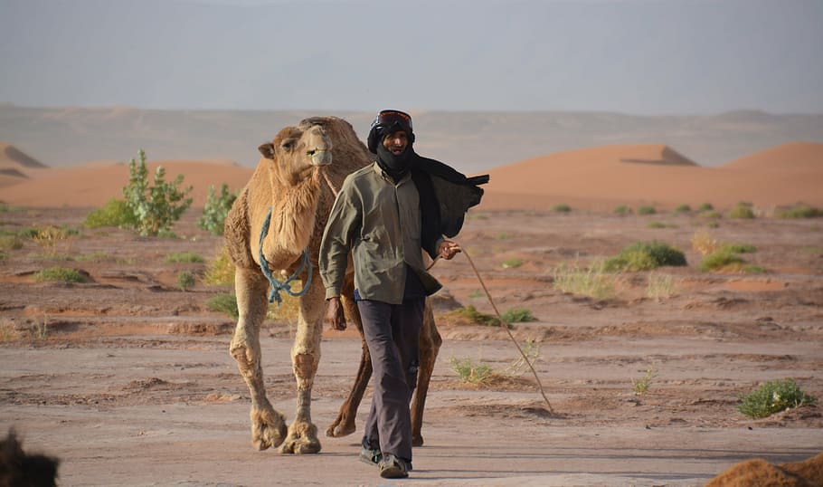 bedouin, dromedary, sand, desert, camel, africa, sahara Desert, HD wallpaper