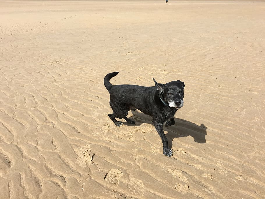 beach, black, black labrador, dog, wind, sand, domestic animals HD wallpaper