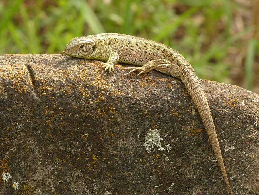 sand lizard, reptile, cold blooded animals, chunks of granite, HD wallpaper