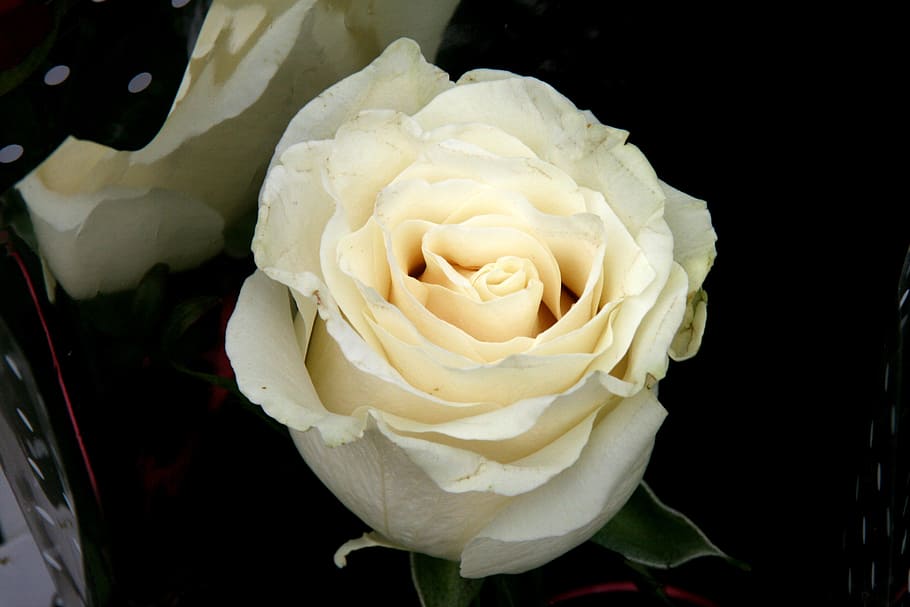 rose, white, petals, flower, flowering plant, beauty in nature HD wallpaper
