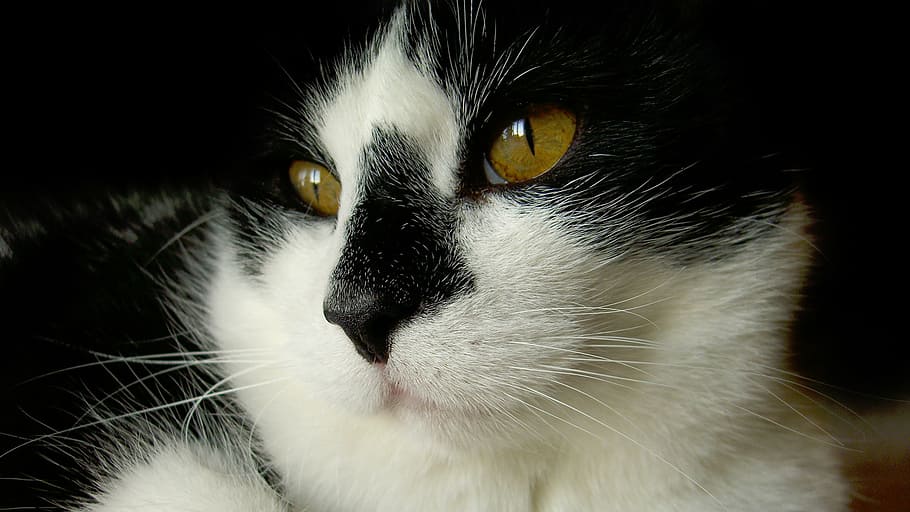 closeup photography of short-haired white and black ca, nature HD wallpaper