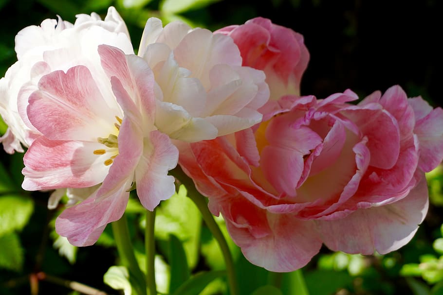 flower, pink, nature, bloom, blossom, pink flowers, petal, botanic garden HD wallpaper