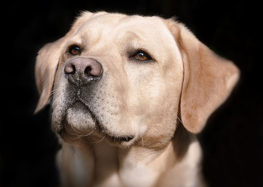 adult yellow Labrador retriever on focus photo, head, hell HD wallpaper