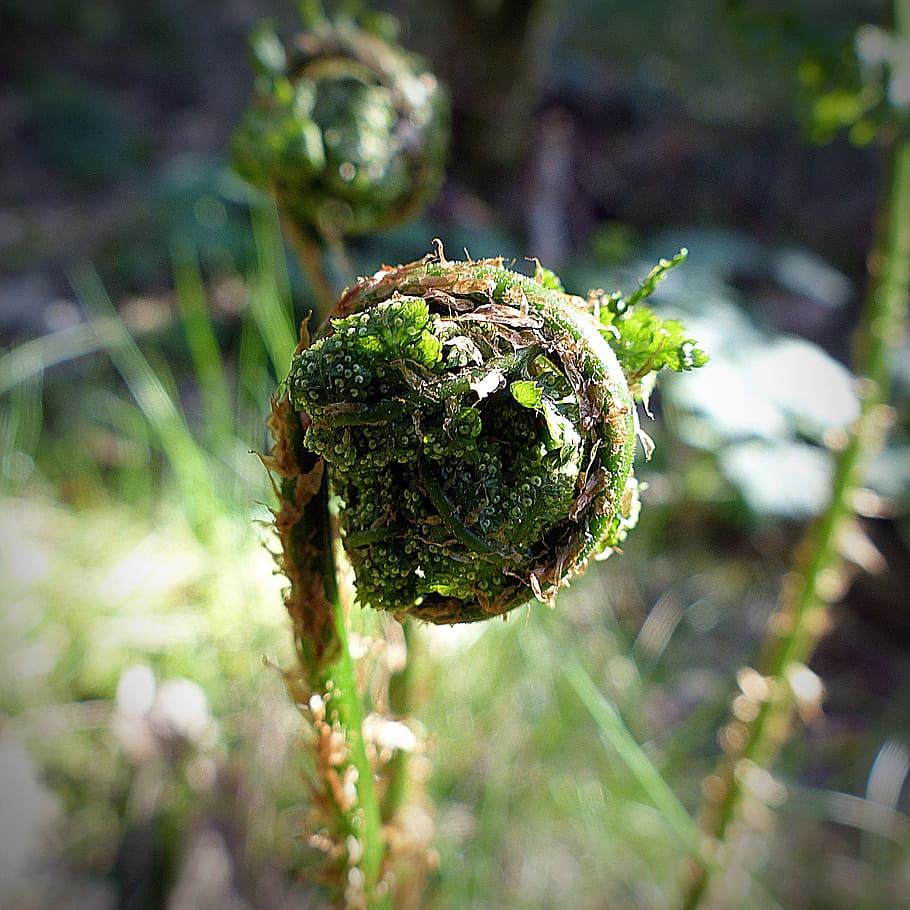Fern, Plant, Green, Spring, Forest, fern plant, nature, close-up HD wallpaper