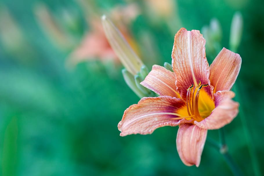 pink flower in shallow focus photography, nature, summer, flora HD wallpaper
