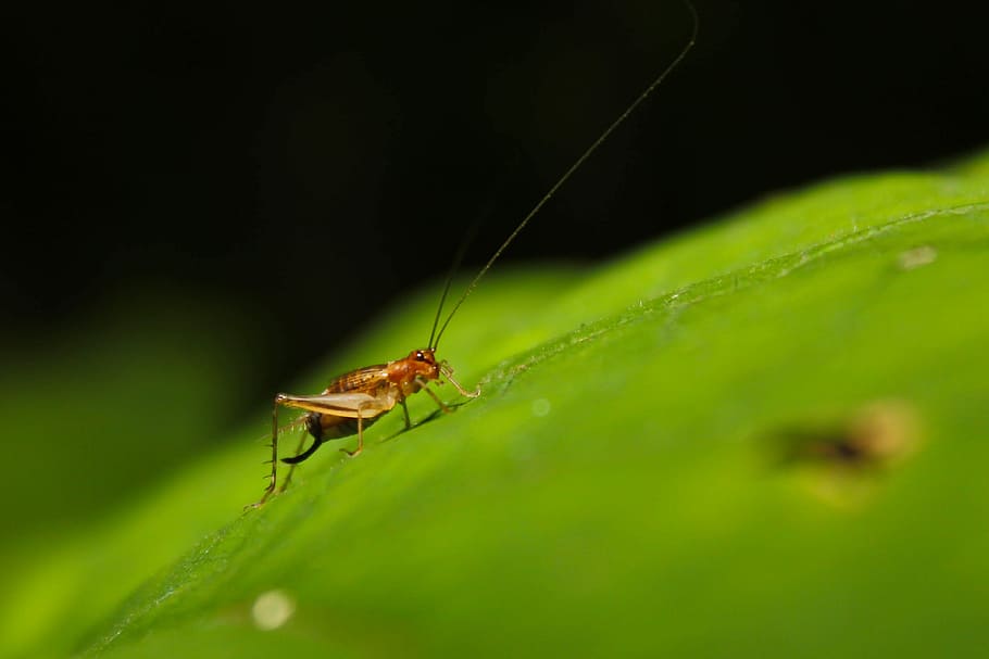 Bug, Cricket, Leaf, Insect, Nature, macro, wildlife, green HD wallpaper