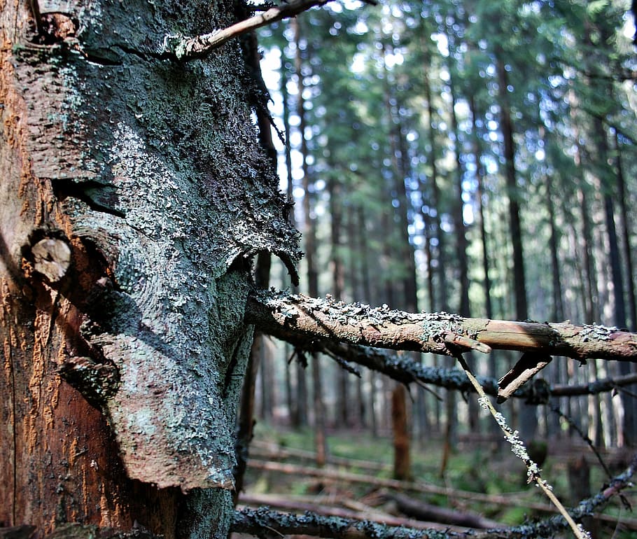 Tree, Bark, Forest, Invoice, Lichen, the bark, wood, moss, tree trunk HD wallpaper