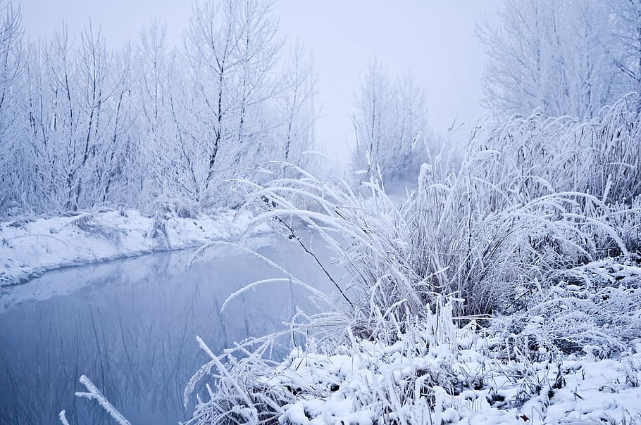 plants covered in white snows, winter, landscape, branches HD wallpaper