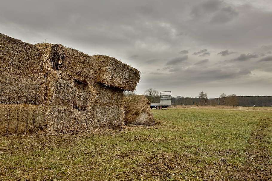 straw, hay, bale, block, straw bales, agriculture, hay bales HD wallpaper