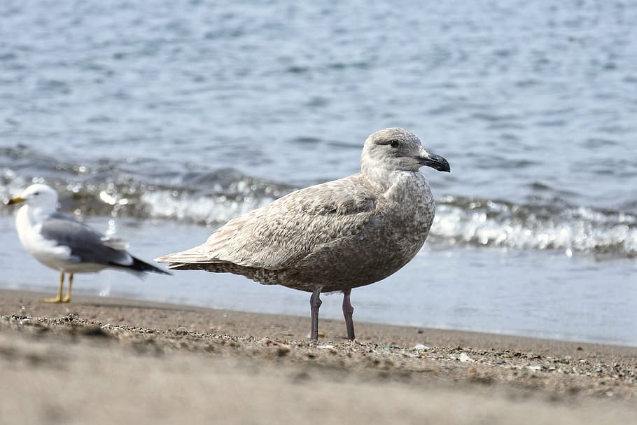 animal, sea, beach, wave, sea gull, seagull, seabird, wild animal HD wallpaper