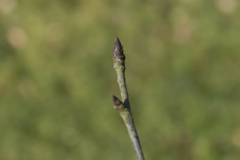 button, branch, bloom, plant, nature, spring, green, landscape HD wallpaper