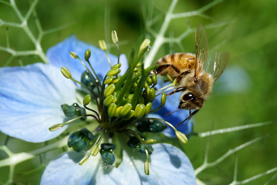 bee, summer, insect, nature, flower, honey bee, blossom, bloom HD wallpaper