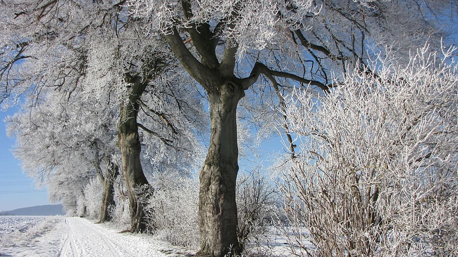 winter, tree, frost, snow, plant, beauty in nature, cold temperature HD wallpaper