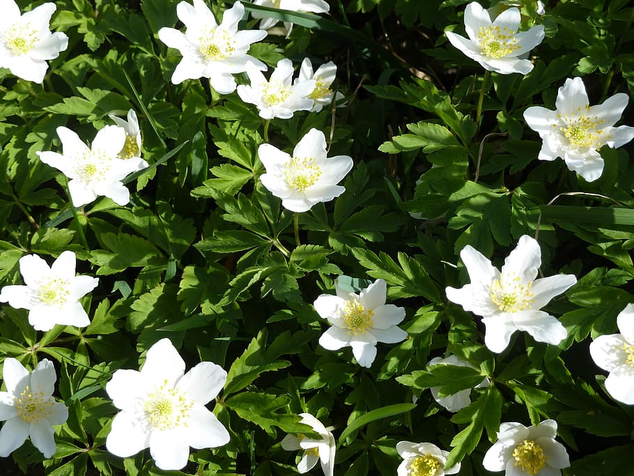 wood anemone, white, flower, spring, blossom, bloom, flowering plant, HD wallpaper