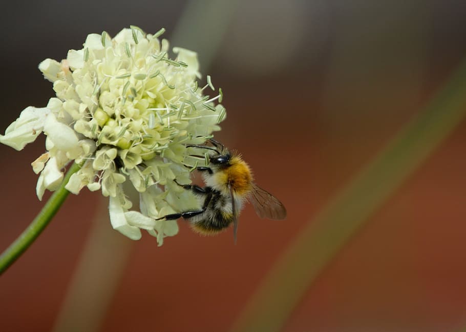 bumblebee, flower, summer, insect, pollen, clover, blossom HD wallpaper