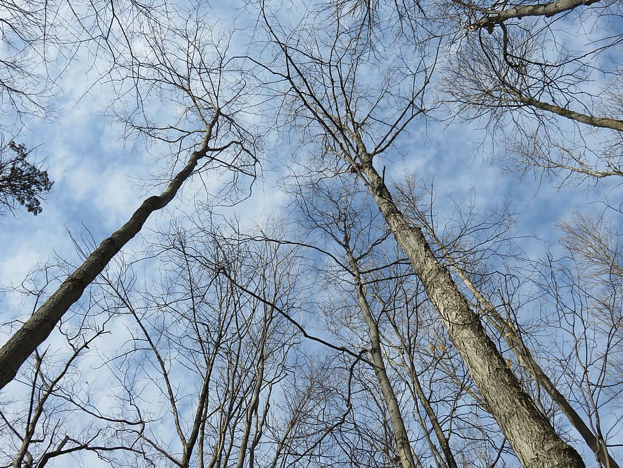 trees, bare, woods, forest, winter, sky, clouds, nature, bare tree HD wallpaper