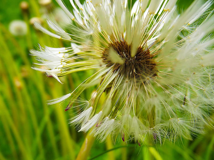 dandelion, fluff, macro, dandelions, faded, white, flower, green HD wallpaper