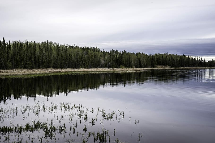 Shoreline Landscape of Vee Lake under Clouds, coastline, forest HD wallpaper