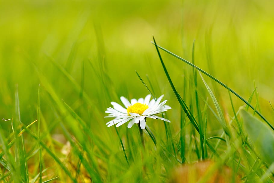 daisy, grass, flower, meadow, green, close, geese flower, nature HD wallpaper
