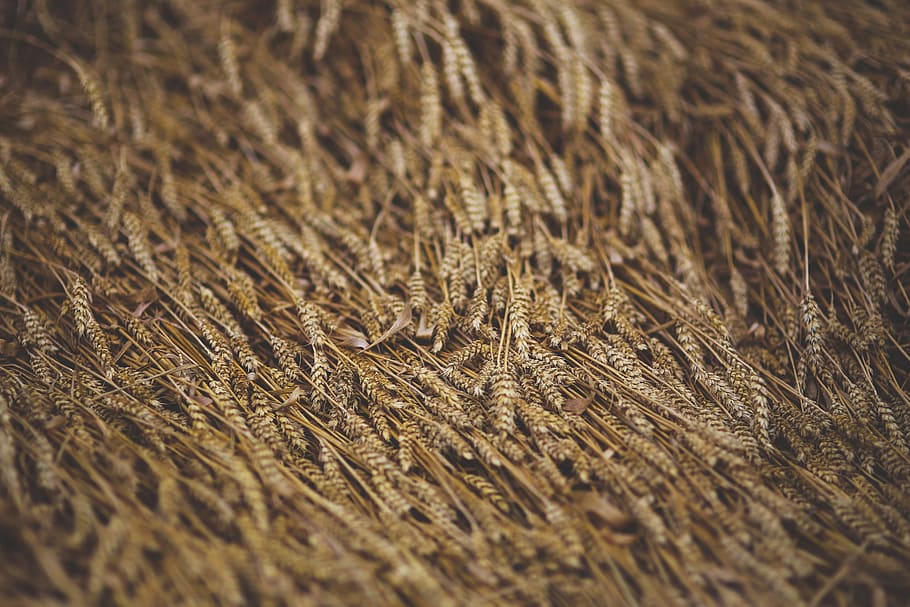 Grain, Downed, Wind, Nature, backgrounds, close-up, textured HD wallpaper