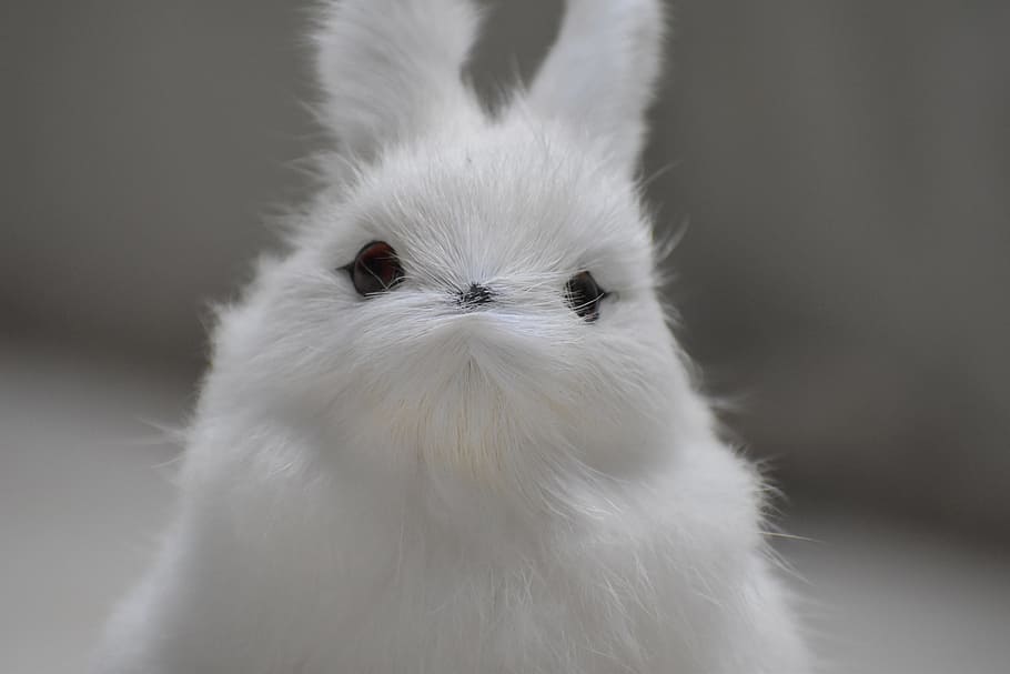 bunny, rabbit, softness, showpiece, animal themes, one animal HD wallpaper