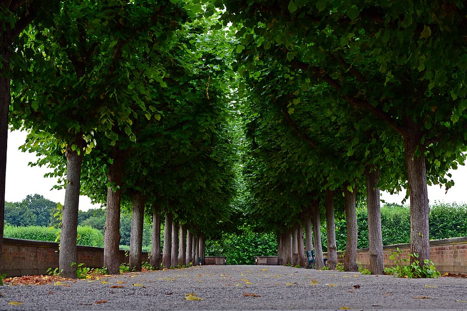 avenue, trees, park, herrenhäuser gardens, hanover, mood, plant, HD wallpaper