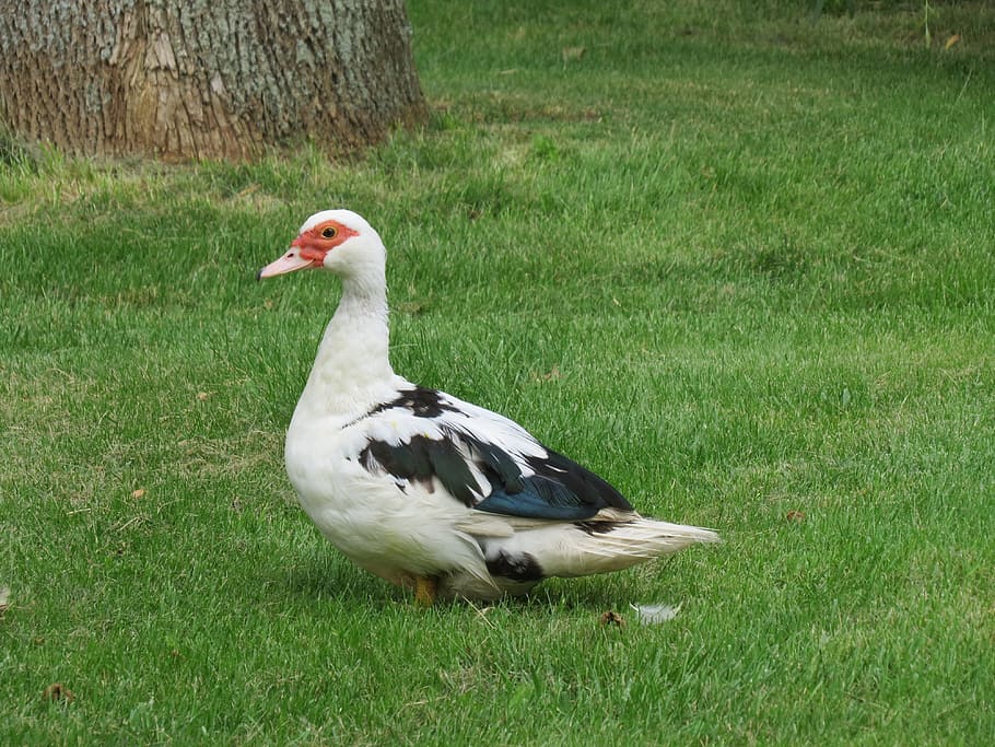 Duck, Bird, Fly, Wings, Feather, wildlife, beak, dom, outdoor HD wallpaper