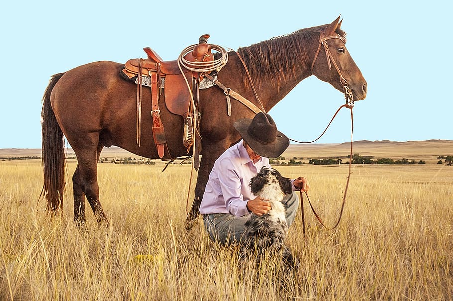 cowboy sitting near merle Australian shepherd and brown horse on brown grass field during daytime, HD wallpaper