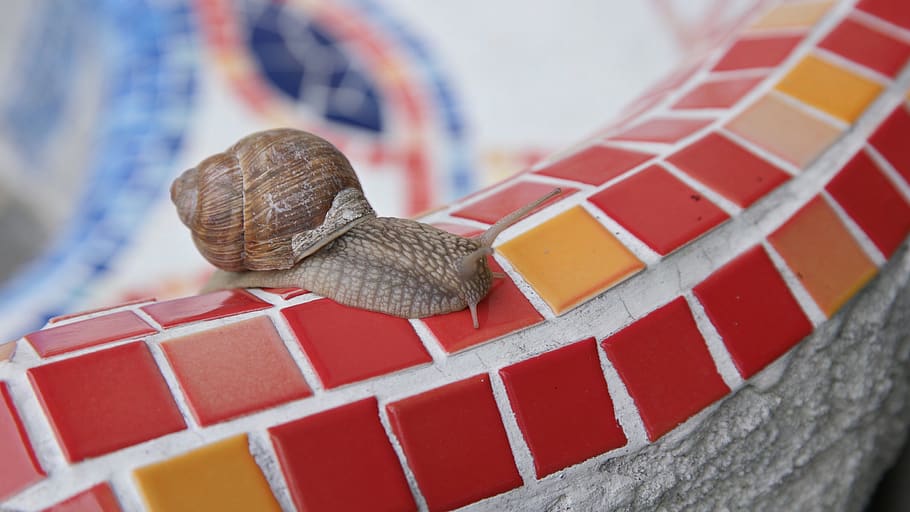 snail, slowly, mucus, crawl, mollusk, shell, reptile, probe HD wallpaper