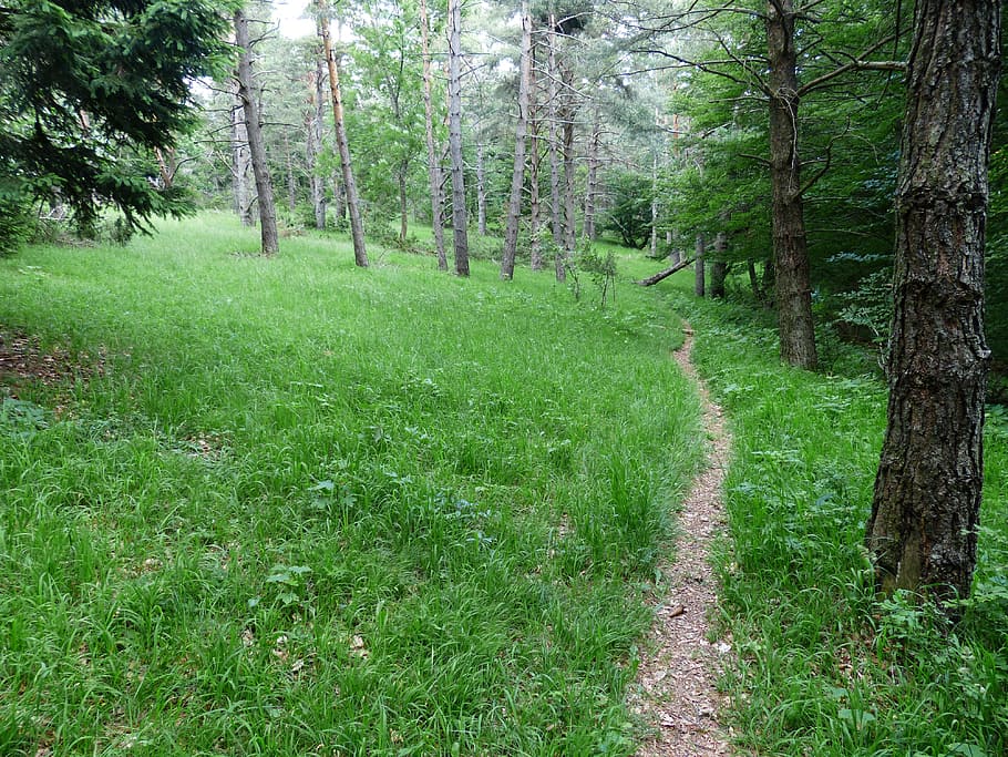 Forest, Path, Trail, Hike, forest path, wegchen, hiking, migratory path HD wallpaper