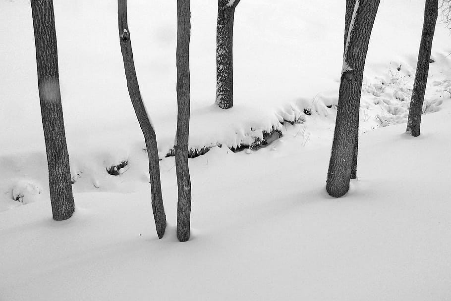Creek, Snow, Stream, Winter, Trees, forest, outdoors, december HD wallpaper