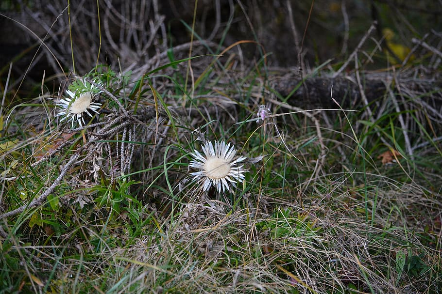 thistles, silberdisteln, forest, nature, plant, flowering plant HD wallpaper