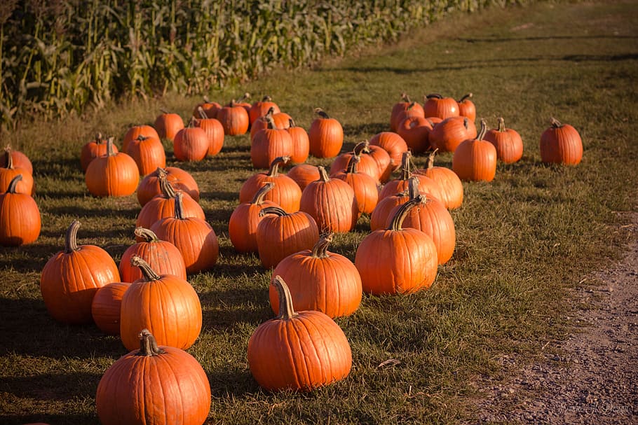 photography of pumpkins on ground at daytime, bunch of pumpkins on green gras HD wallpaper
