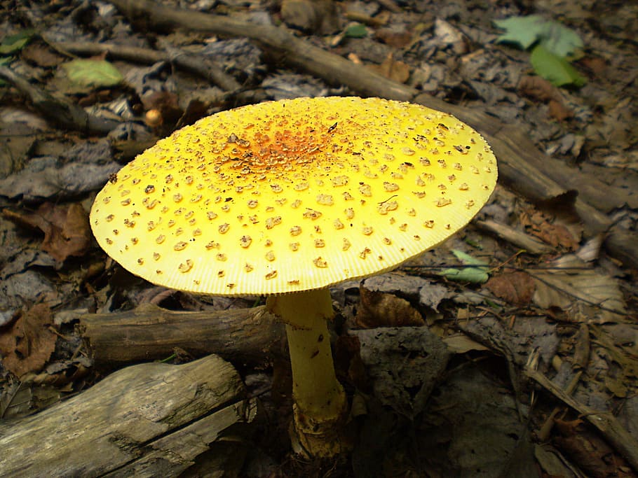 mushroom, toadstool, fungi, cap, poisonous, magic, toxic, natural HD wallpaper