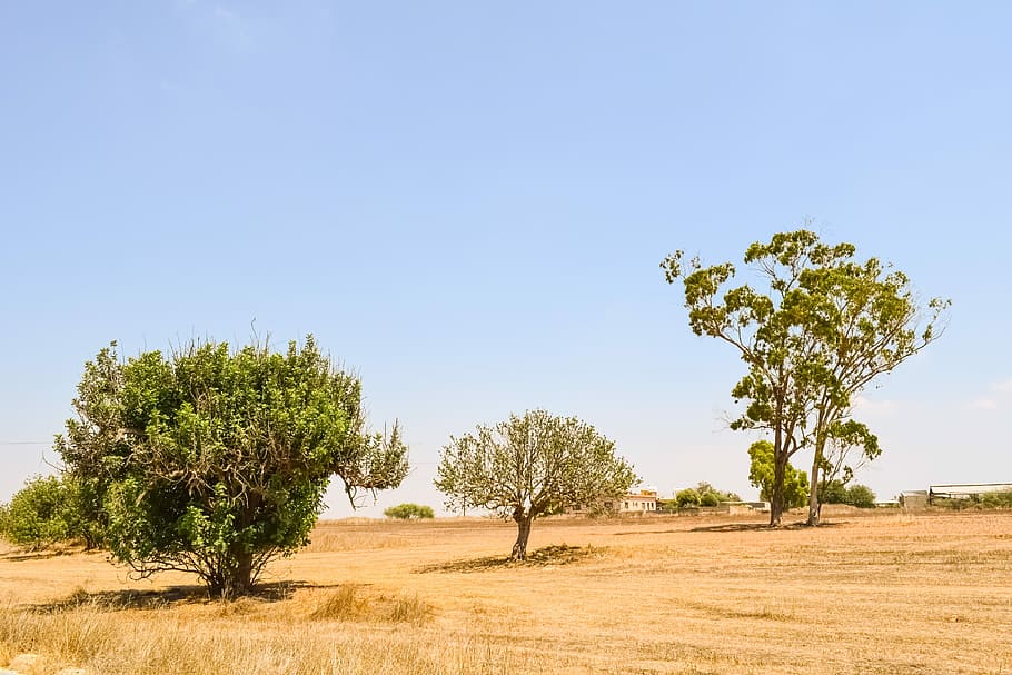 trees, meadow, landscape, nature, rural, countryside, summer HD wallpaper