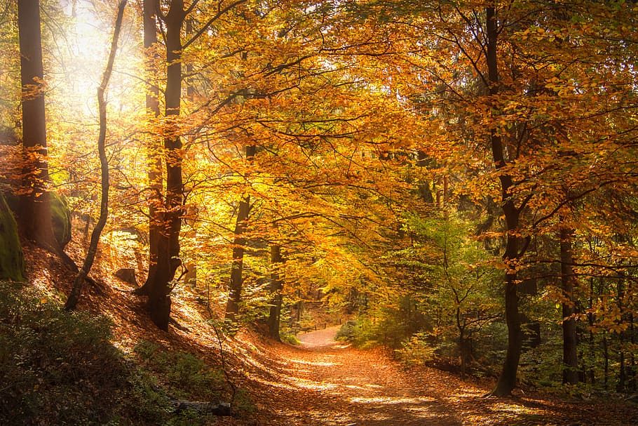 forest with yellow sunlight, light beam, sunbeam, morgenstimmung HD wallpaper