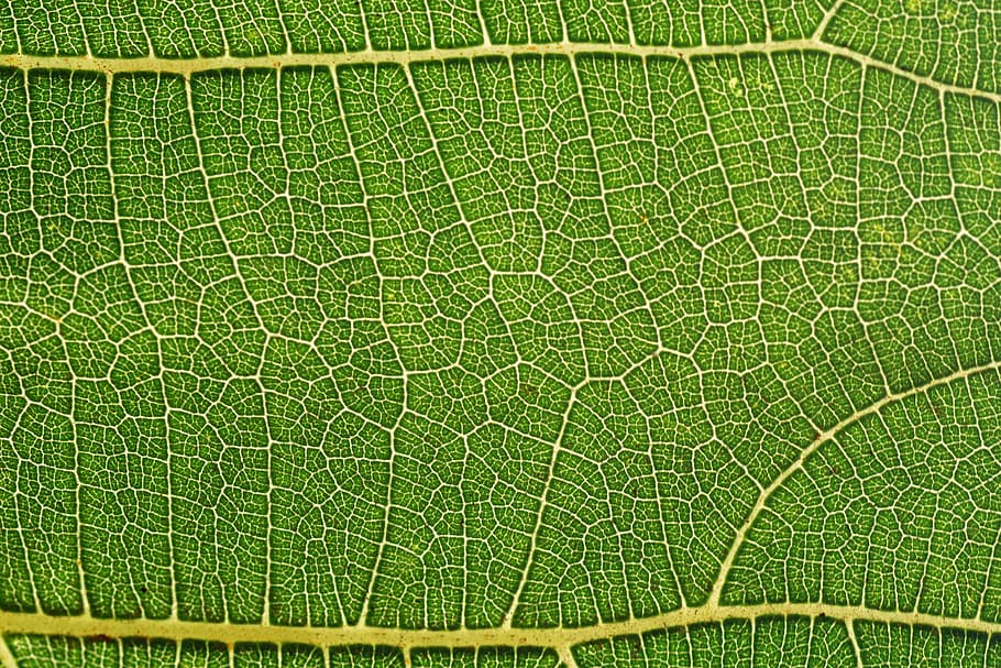 macro photo of green leaf, fig leaf, structure, background HD wallpaper