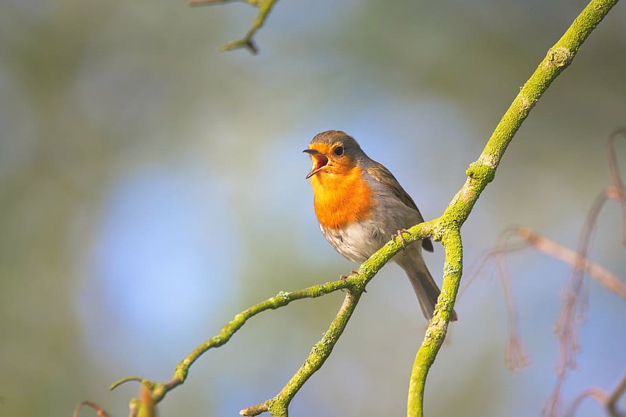 brown and gray bird on green branch, small bird, sing, robin HD wallpaper