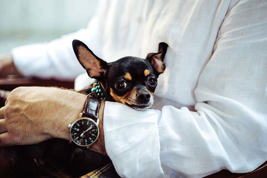 man in white dress shirt wearing round analog watch with brown leather bracelet holding black chihuahua during daytime, black and brown chihuahua, HD wallpaper