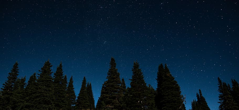 worm's eye view trees at night, untitled, mountain, forest, dark HD wallpaper