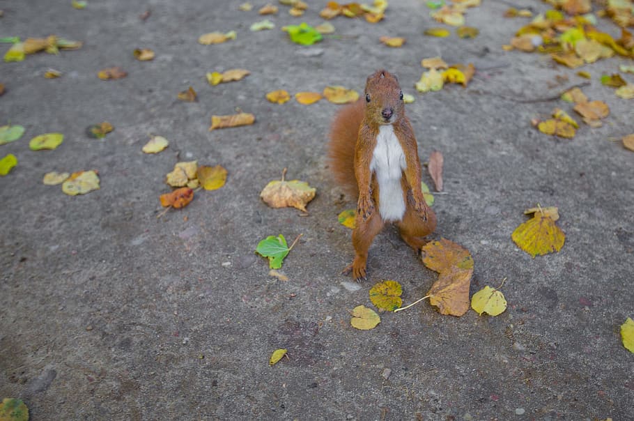 brown squirrel on pavement, squirrel on pavement, ground, dried HD wallpaper